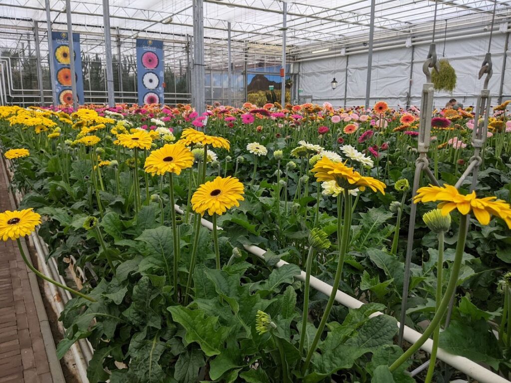 emsflower_blumen