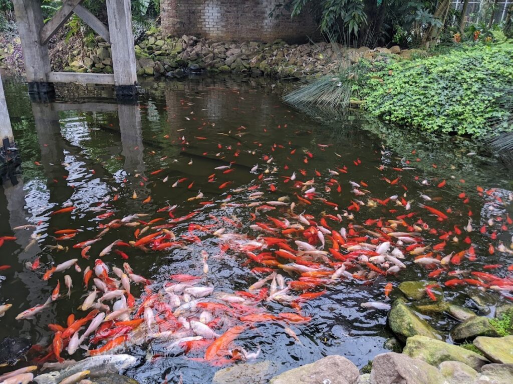 emsflower_fische