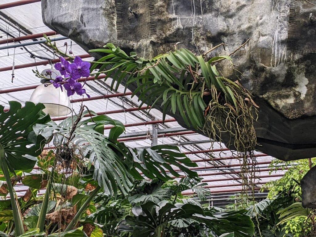 emsflower_dach