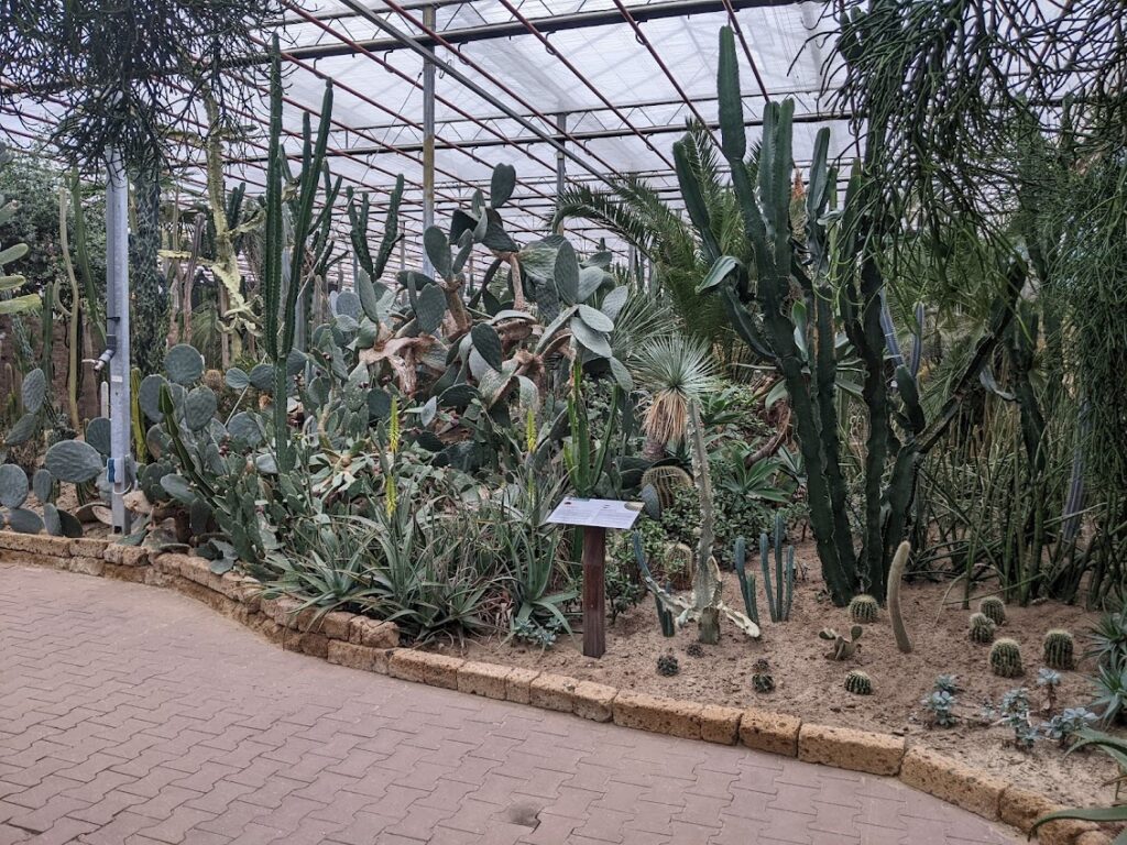 emsflower_kaktus